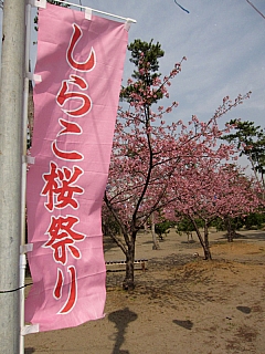 しらこ温泉桜祭り♪日程が決まりましたよ