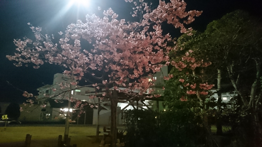 夜桜～.+ﾟ*｡:ﾟ+*(・ω・●人)*:
