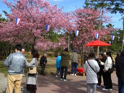 今月は白子桜祭り