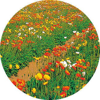南房総 花摘み
