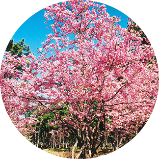 しらこ桜